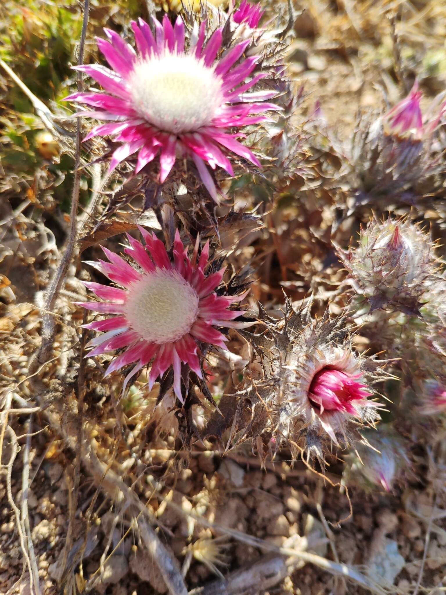 Imagem de Carlina pygmaea (Post) Holmboe