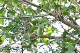 Image of Greenish Elaenia