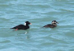 Image of scoter