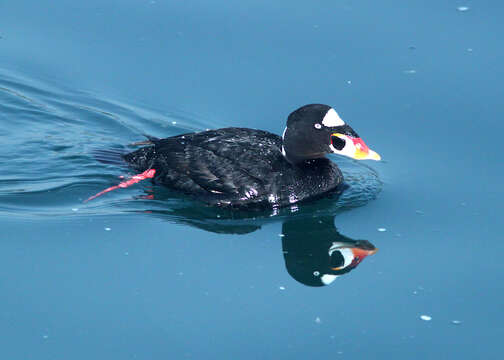 Image of scoter