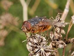 Image of Calliphora stygia (Fabricius 1781)