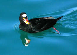 Image of scoter