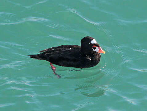 Image of scoter