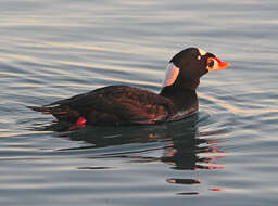 Image of scoter