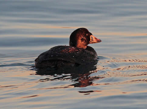 Image of scoter