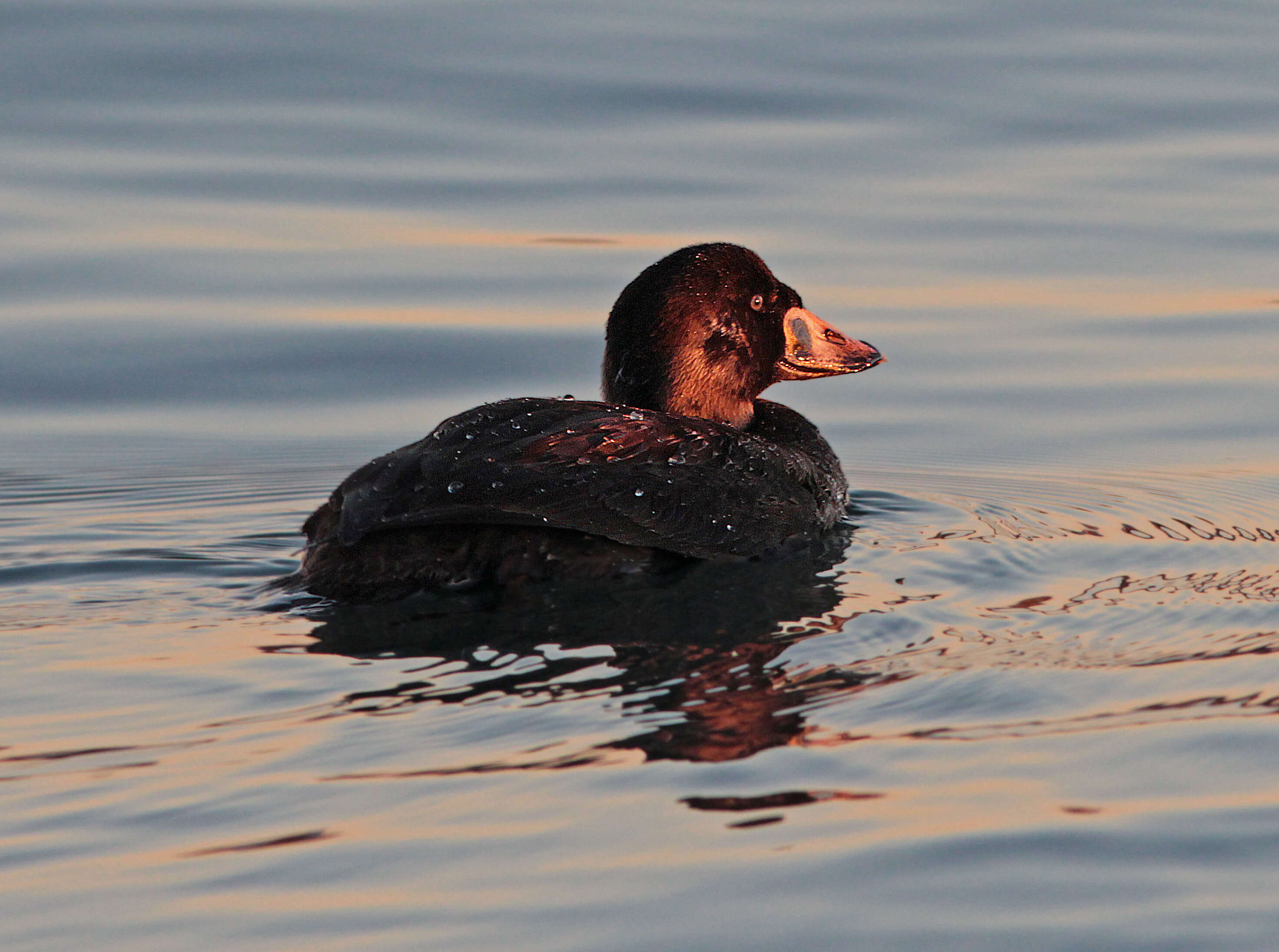 Image of scoter