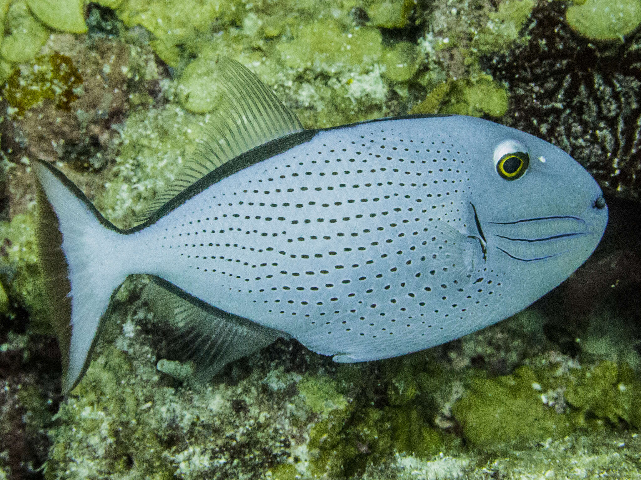 Image of Sargassum Triggerfish