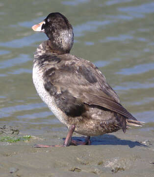 Image of scoter