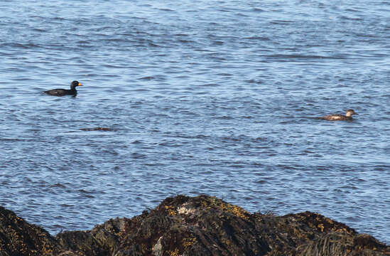 Image of American Scoter