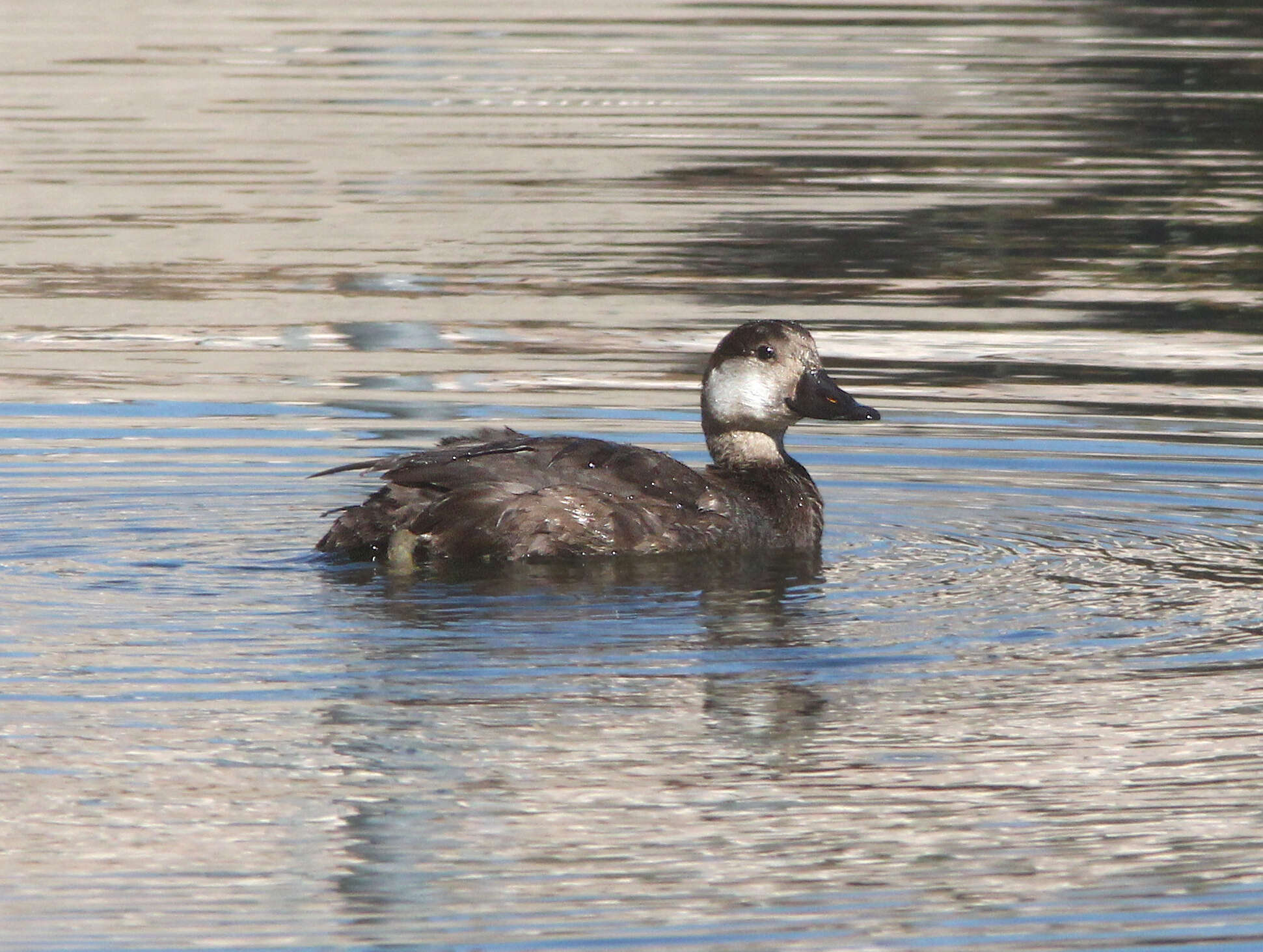 Image of American Scoter