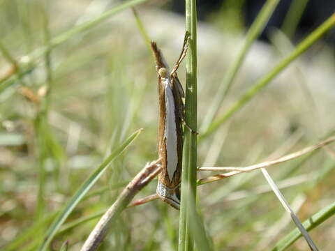 Image of Crambus hamella Thunberg 1788