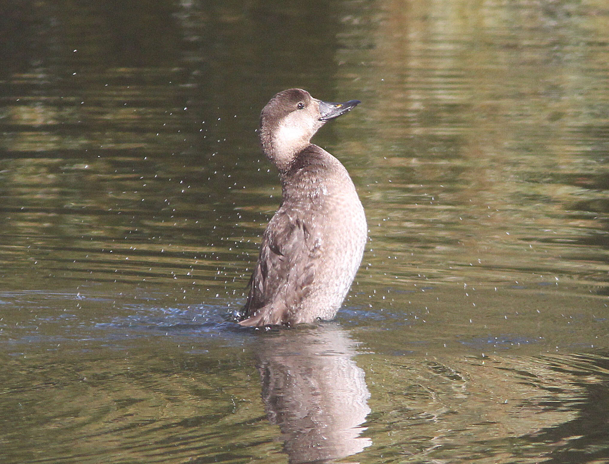 Image of American Scoter