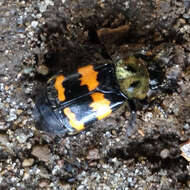 Nicrophorus (Nicrophorus) tomentosus (Weber 1801) resmi