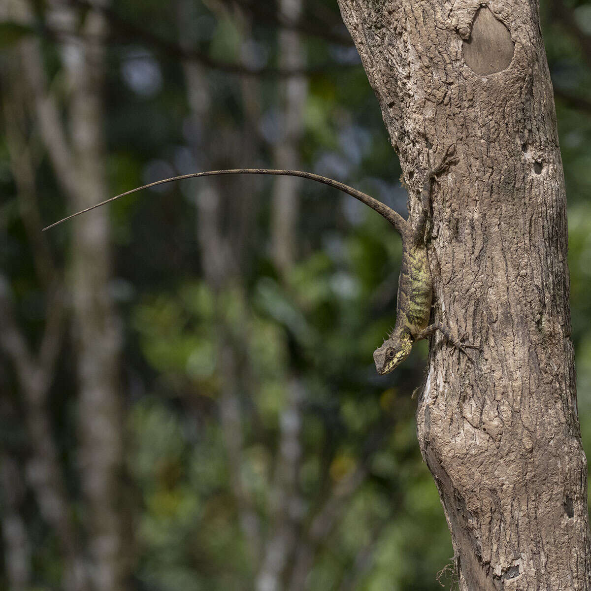 Image of Elliot's Forest Lizard