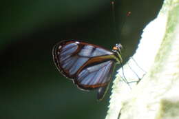 Imagem de Ithomia diasia morena Haensch 1903