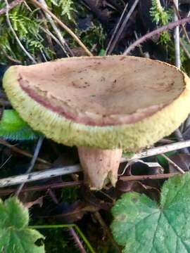 Imagem de Hortiboletus coccyginus