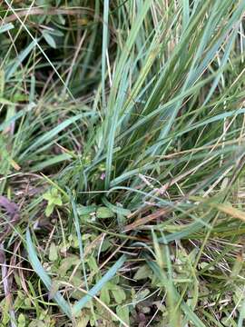 Image of lesser skullcap