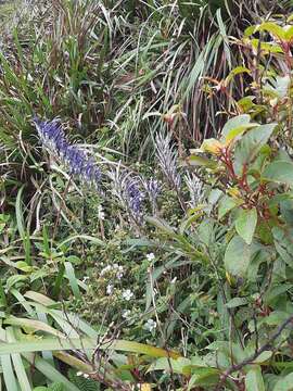 Image de Lobelia hypoleuca Hillebr.