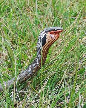 Image of Usambara vine snake