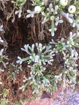 صورة Hofmeisteria crassifolia S. Wats.