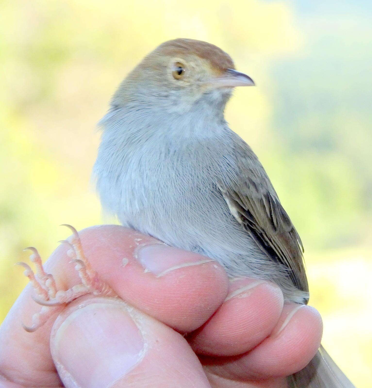 Imagem de Cisticola fulvicapilla fulvicapilla (Vieillot 1817)