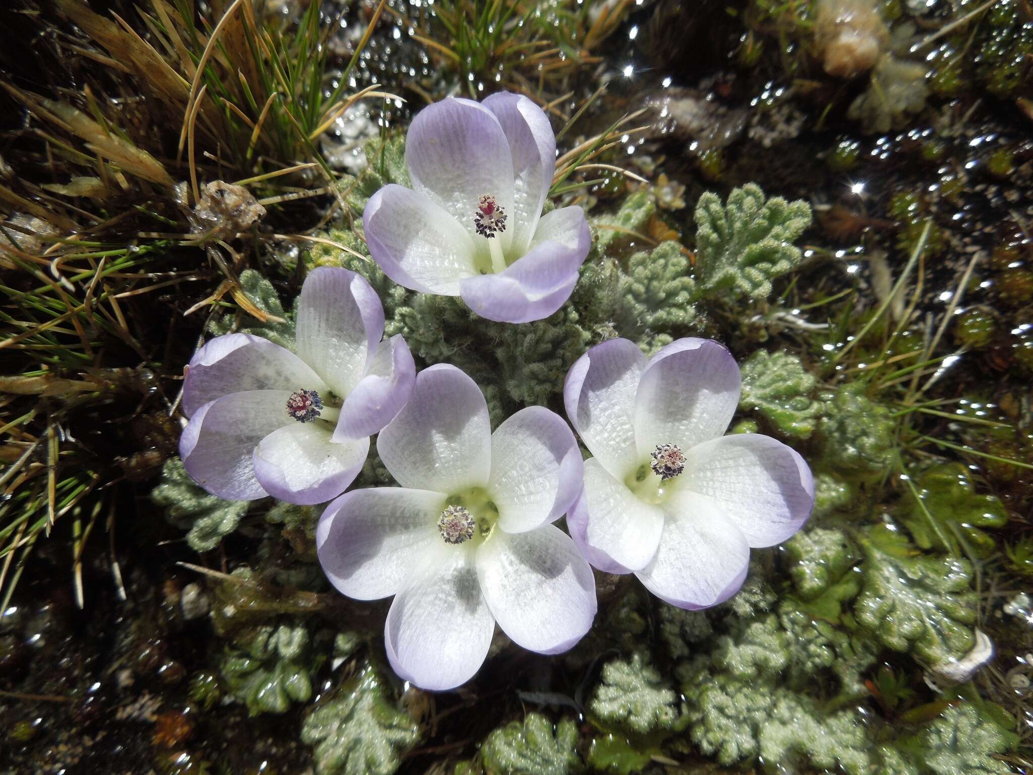 Image of <i>Nototriche holoserica</i> A. W. Hill