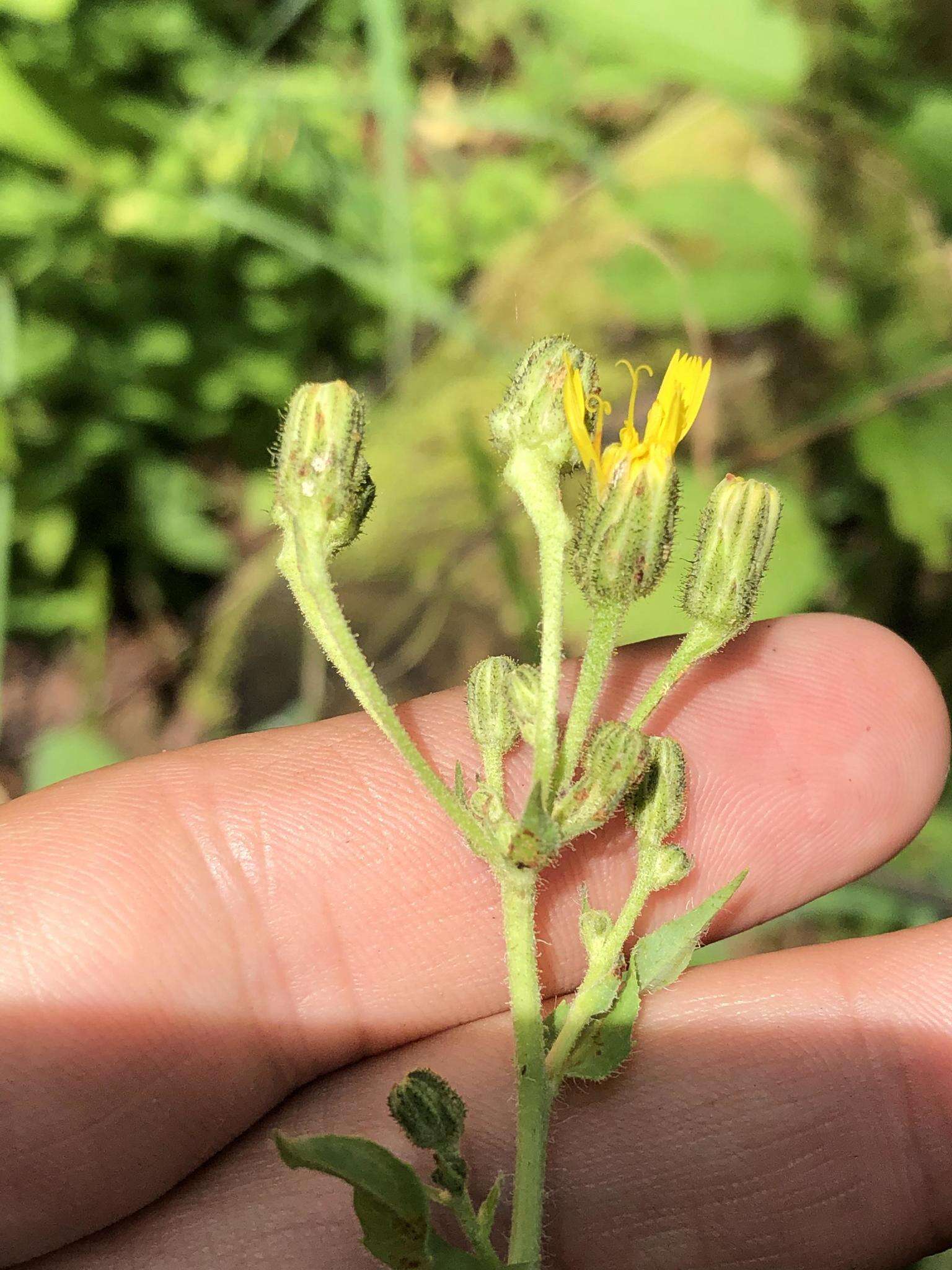 Image of Hieracium krylovii Nevski ex Krylov