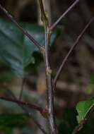 Image of Sloanea langii F. Müll.