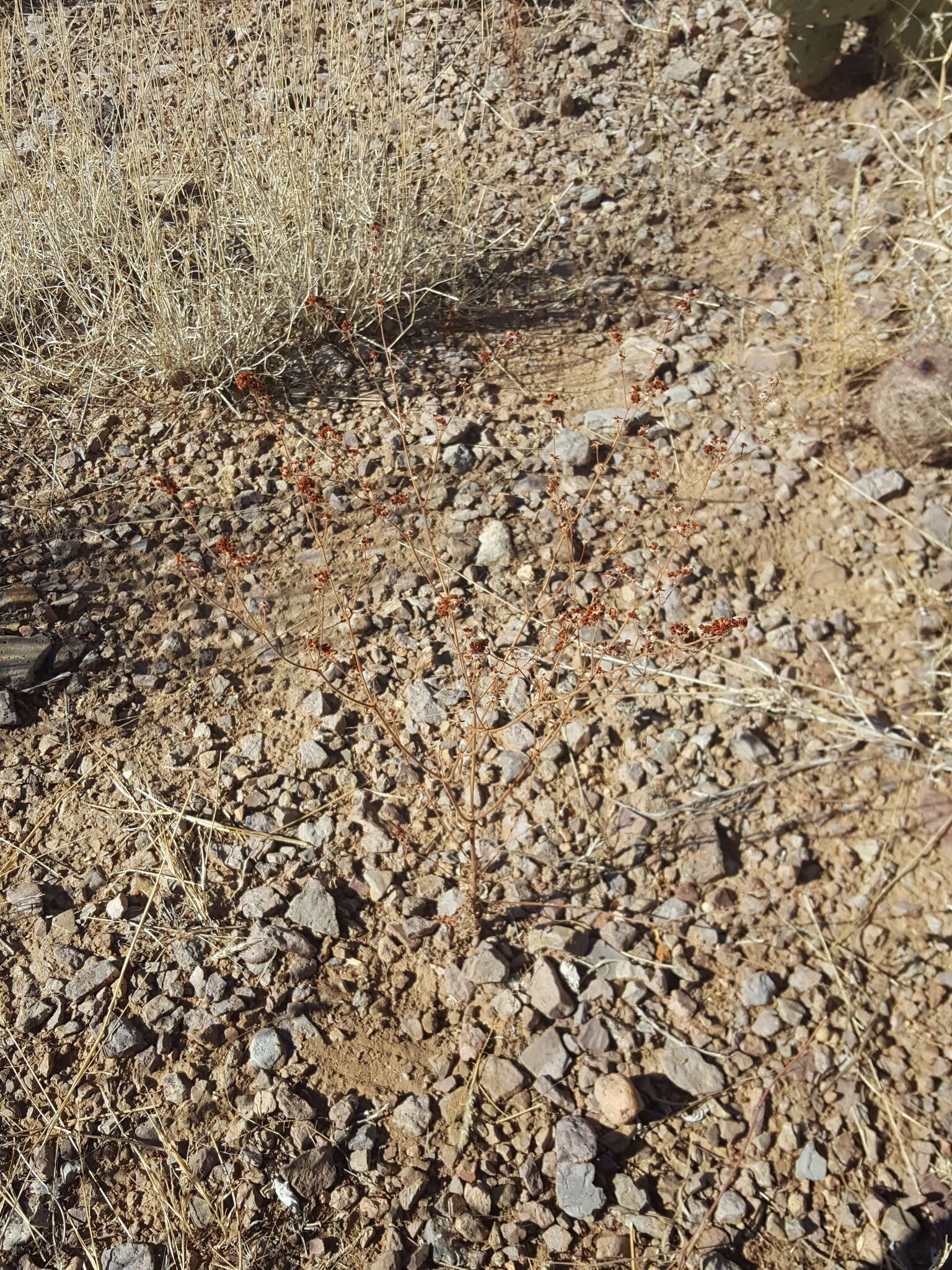 Image of Abert's buckwheat