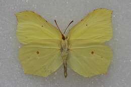 Image of brimstone