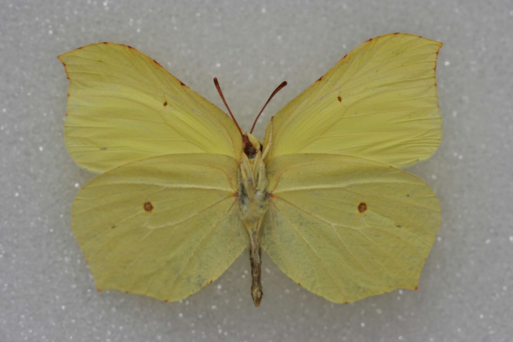 Imagem de Gonepteryx rhamni (Linnaeus 1758)