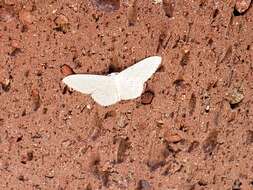 صورة Idaea tacturata (Walker 1861)