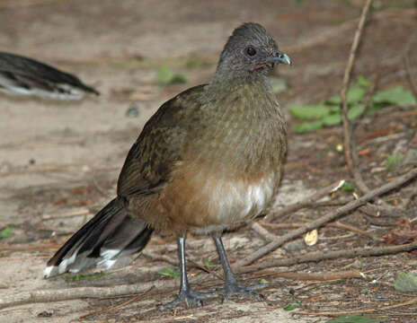 Image of Plain Chachalaca