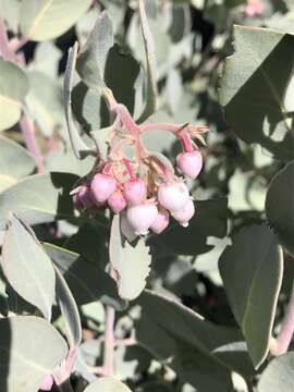 Image of hoary manzanita