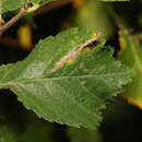 Image of Small Elm Midget