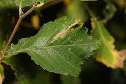 Image of Phyllonorycter schreberella (Fabricius 1781)