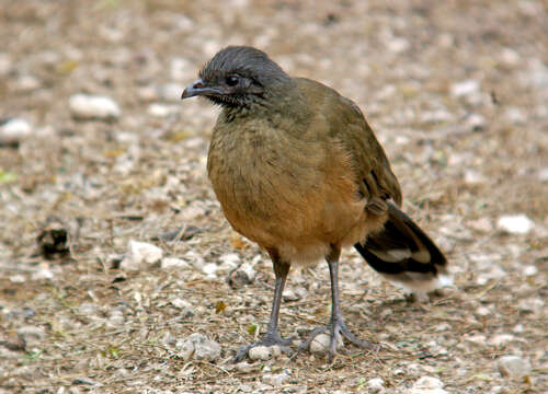 Image of Plain Chachalaca