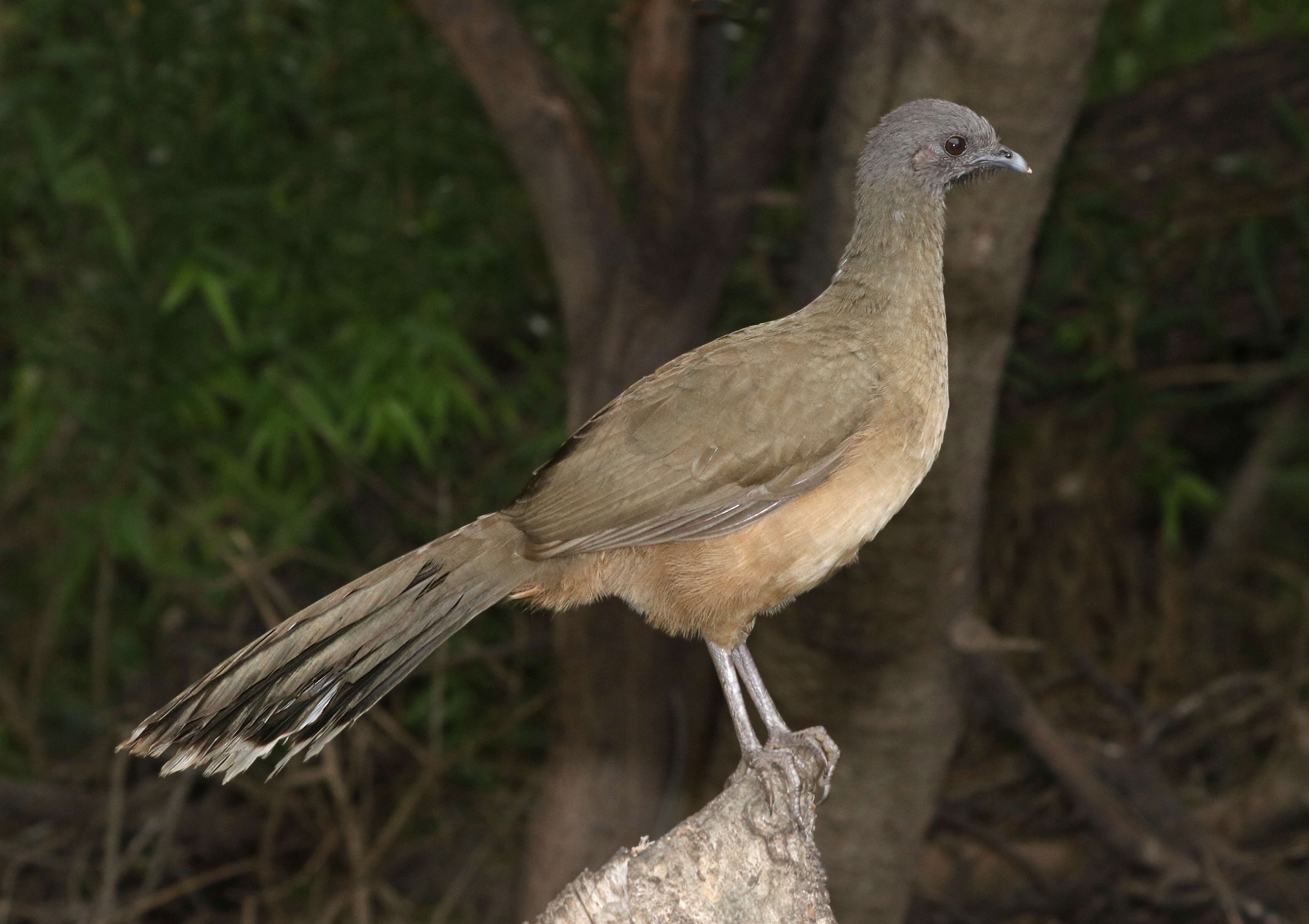 Image de Ortalide chacamel