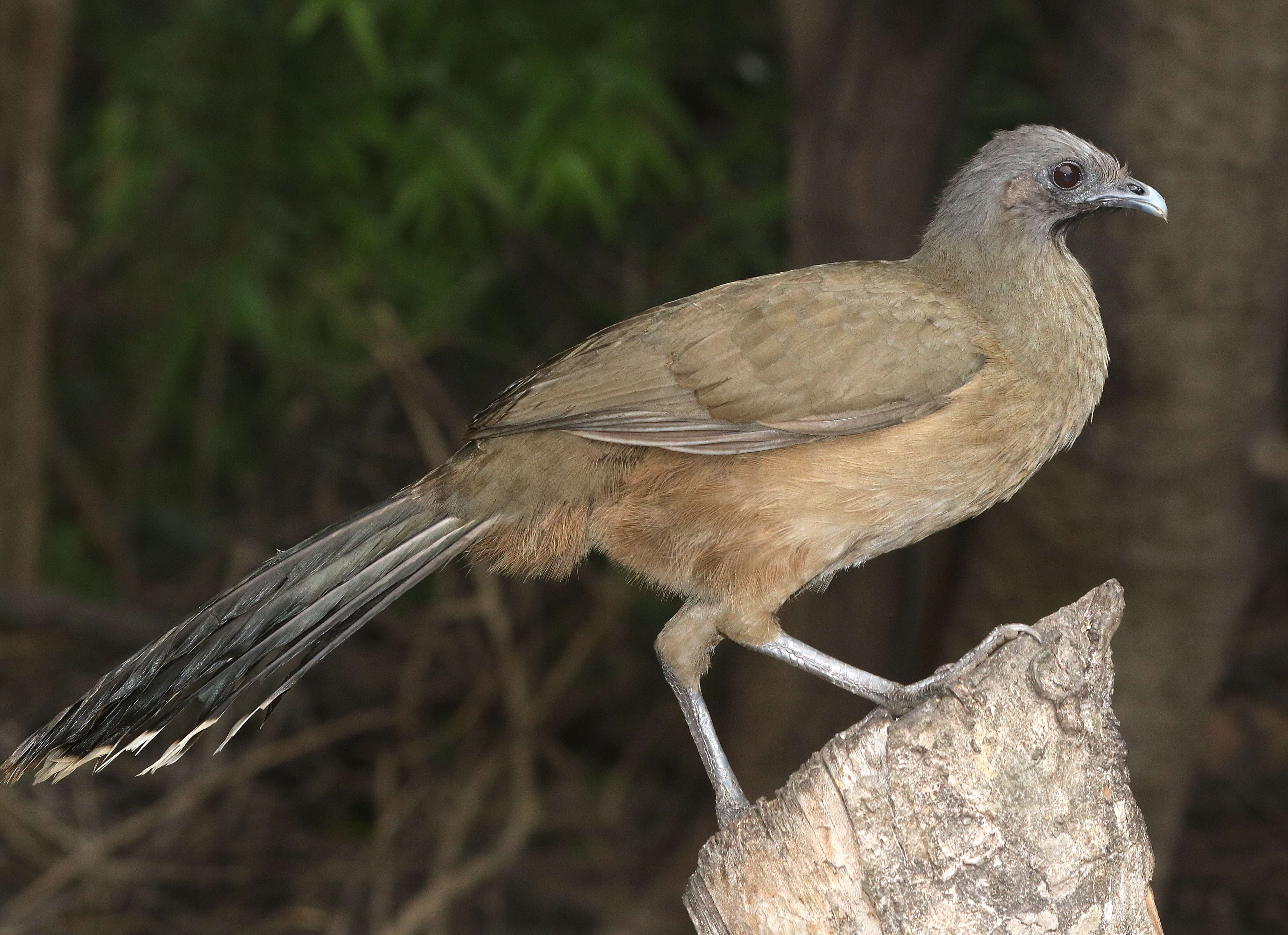 Image de Ortalide chacamel