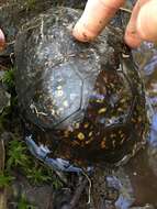 Image of Gulf Coast box turtle