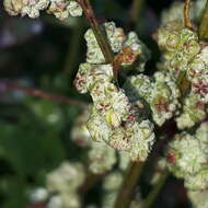 Plancia ëd Chenopodium opulifolium Schrader