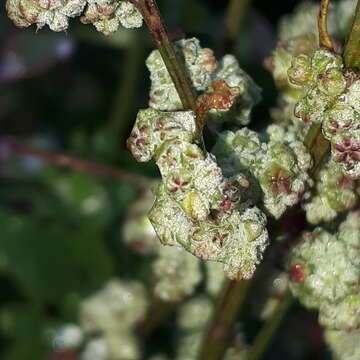 Plancia ëd Chenopodium opulifolium Schrader