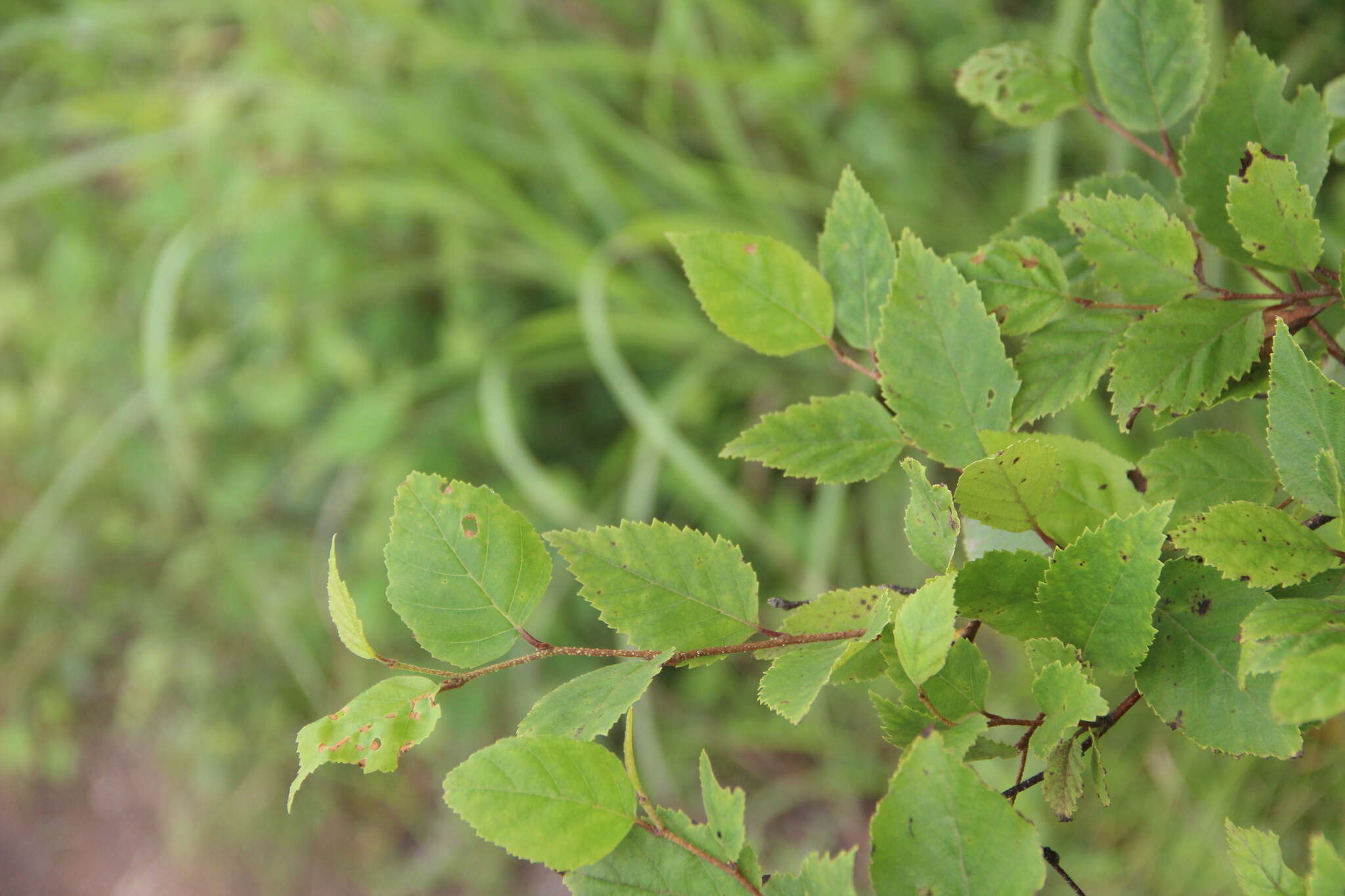 Image of Betula dauurica