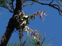 Image of Tillandsia streptophylla Scheidw.