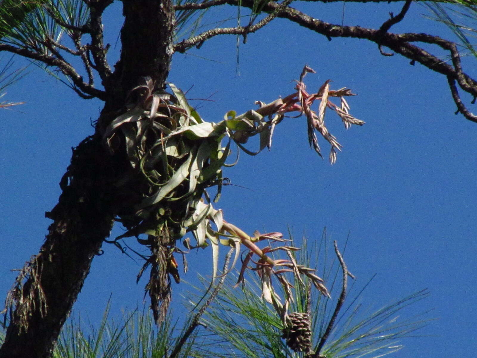 Слика од Tillandsia streptophylla Scheidw.