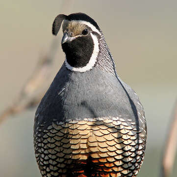 Image of Callipepla Wagler 1832