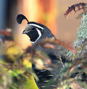 Image of Callipepla Wagler 1832