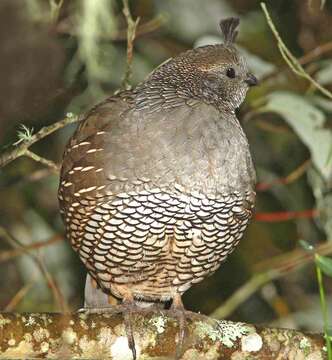 Image of Callipepla Wagler 1832