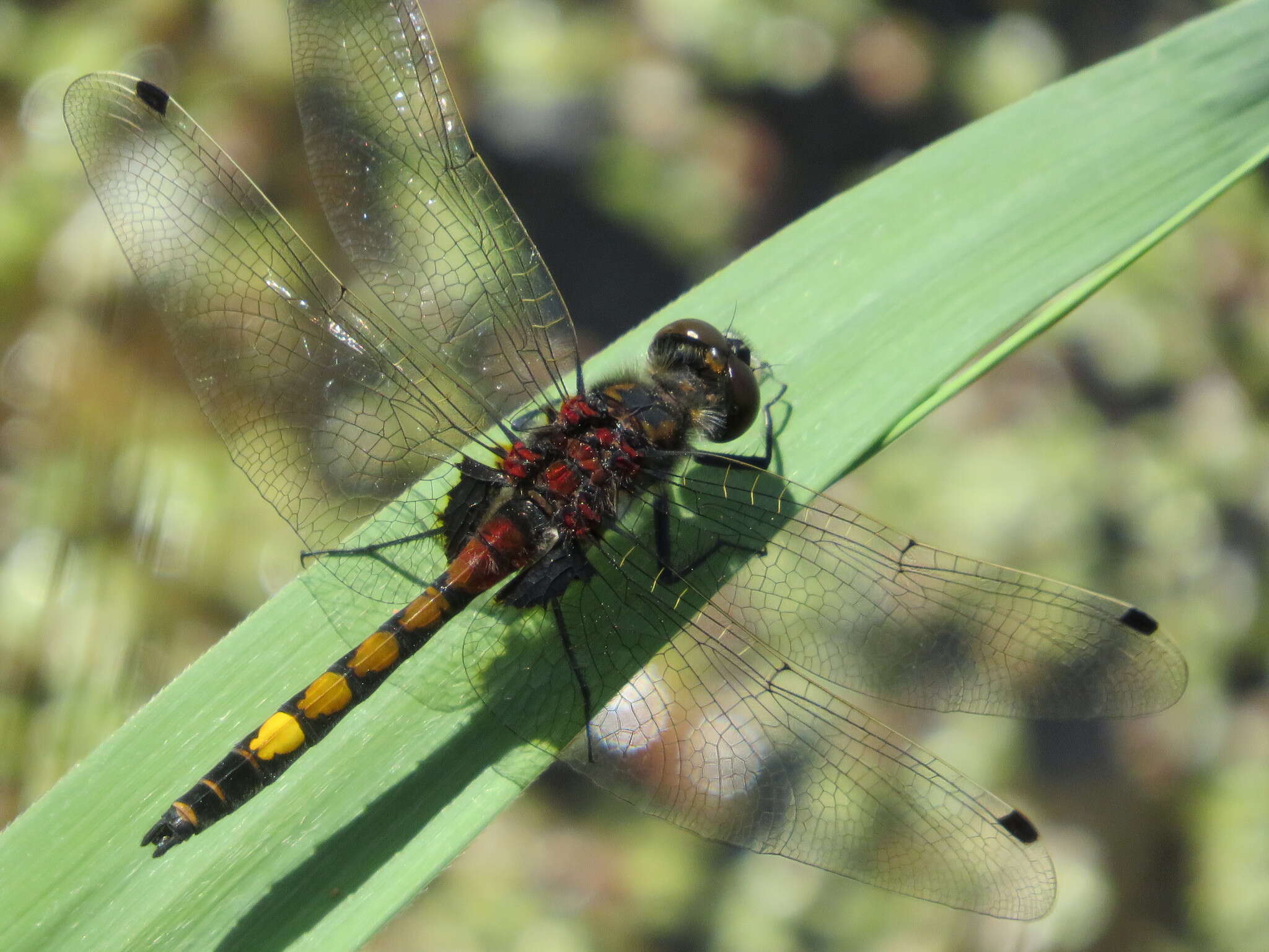 Image of Yellow-spotted Whiteface