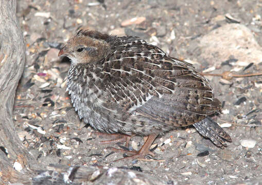 Image of Callipepla Wagler 1832